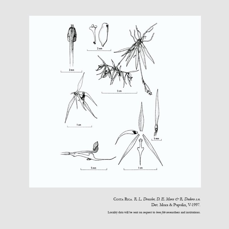 Macroclinium doderoi